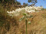 Queen Anne's Lace (Daucus carota)