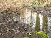 Swamp Lantern Bowker Creek Parking Lot 9 2011-03-02