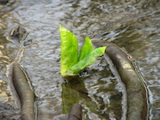 Swamp Lantern Bowker Creek Parking Lot 9 2011-03-02