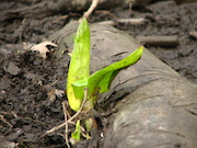 Swamp Lantern Bowker Creek Parking Lot 9 2011-03-02