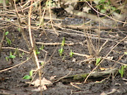 Swamp Lantern Bowker Creek Parking Lot 9 2011-03-02