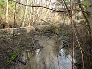 Swamp Lantern Bowker Creek Parking Lot 9 2011-03-02