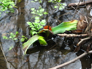 Swamp Lantern Bowker Creek Parking Lot 9 2012-01-06