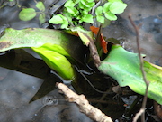 Swamp Lantern Bowker Creek Parking Lot 9 2012-01-06