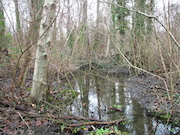 Swamp Lantern Bowker Creek Parking Lot 9 2012-01-06