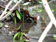 Swamp Lantern Bowker Creek Parking Lot 9 2012-01-06