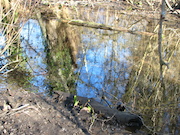 Swamp Lantern Bowker Creek Parking Lot 9 2012-02-01