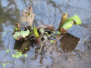 Swamp Lantern Bowker Creek Parking Lot 9 2014-01-16