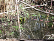 Swamp Lantern Bowker Creek Parking Lot 9 2014-02-19