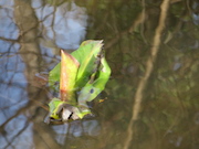 Swamp Lantern Bowker Creek Parking Lot 9 2014-02-19