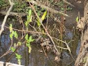 Swamp Lantern Bowker Creek Parking Lot 9 2014-03-07