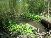 Swamp Lantern Bowker Creek Parking Lot 9 2014-04-22