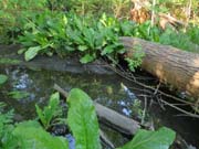 Swamp Lantern Bowker Creek Parking Lot 9 2014-05-07