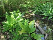 Swamp Lantern Bowker Creek Parking Lot 9 2014-05-20