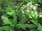 Swamp Lantern Bowker Creek Parking Lot 9 2014-05-20