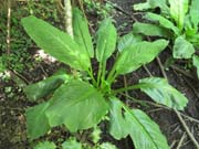 Swamp Lantern Bowker Creek Parking Lot 9 2014-05-20