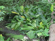 Swamp Lantern Bowker Creek Parking Lot 9 2014-06-23