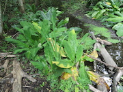 Swamp Lantern Bowker Creek Parking Lot 9 2014-06-23