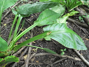 Swamp Lantern Bowker Creek Parking Lot 9 2014-06-23