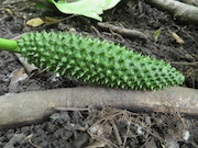 Swamp Lantern Bowker Creek Parking Lot 9 2014-06-23