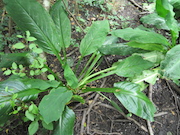 Swamp Lantern Bowker Creek Parking Lot 9 2014-06-23