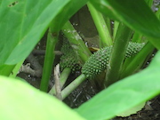 Swamp Lantern Bowker Creek Parking Lot 9 2014-06-23