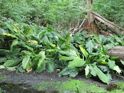 Swamp Lantern Bowker Creek Parking Lot 9 2014-06-23