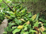 Swamp Lantern Bowker Creek Parking Lot 9 2014-07-18