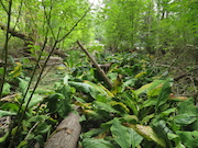 Swamp Lantern Bowker Creek Parking Lot 9 2014-07-18