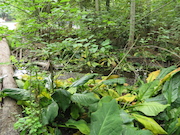 Swamp Lantern Bowker Creek Parking Lot 9 2014-07-18