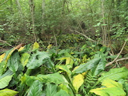 Swamp Lantern Bowker Creek Parking Lot 9 2014-07-18