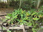 Swamp Lantern Bowker Creek Parking Lot 9 2014-07-18