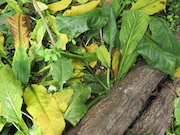 Swamp Lantern Bowker Creek Parking Lot 9 2014-07-18