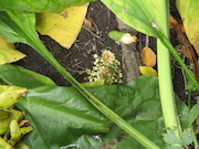 Swamp Lantern Bowker Creek Parking Lot 9 2014-07-18