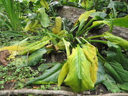 Swamp Lantern Bowker Creek Parking Lot 9 2014-07-18