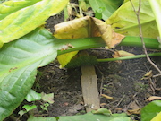 Swamp Lantern Bowker Creek Parking Lot 9 2014-07-18