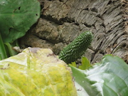 Swamp Lantern Bowker Creek Parking Lot 9 2014-07-18