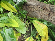 Swamp Lantern Bowker Creek Parking Lot 9 2014-07-18