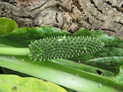 Swamp Lantern Bowker Creek Parking Lot 9 2014-07-18