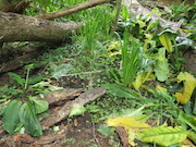 Swamp Lantern Bowker Creek Parking Lot 9 2014-07-18