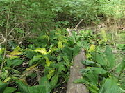 Swamp Lantern Bowker Creek Parking Lot 9 2014-07-18