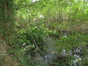 Swamp Lantern Bowker Creek Parking Lot 9 2014-07-18