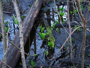 Swamp Lantern Bowker Creek Bridge 2011_03_22