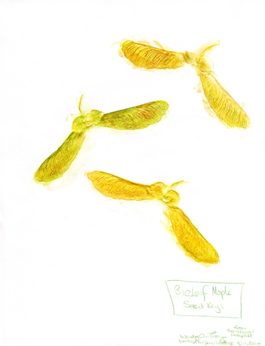 [get larger pic of Big-Leaf-Maple-Seeds-Watercolour-Pencil-1]