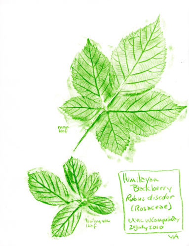 [get larger pic of Blackberry-Himalayan-Rosaceae-Rubus-discolor-1]