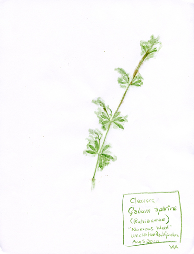 Cleavers-Rubiaceae-Galium-aparine