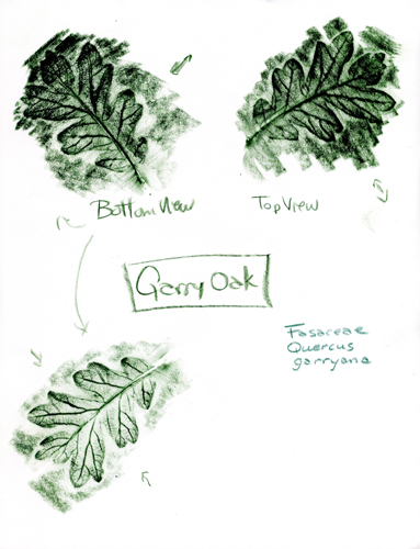 [get larger pic of Garry-Oak-Quercus-garryana-1]