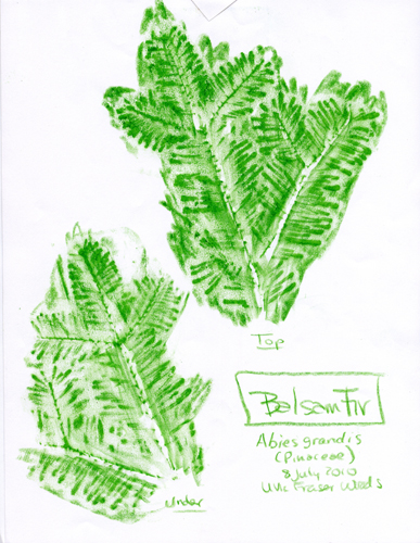 [get larger pic of Grand-Balsam-Fir-Pinaceae-Abies-grandis-1]