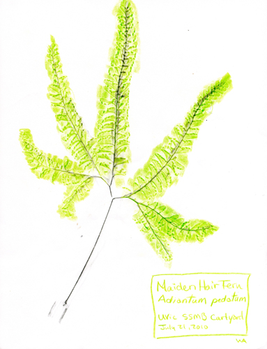 Maidenhair-Fern-Adiantum-pedatum-1