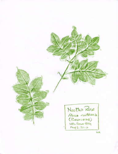 Nootka-Rose-leaves-Rosaceae-Rosa-nutkana